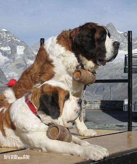 体型最大的狗排行榜前十名(世界上最大的犬种有多高)-图片11